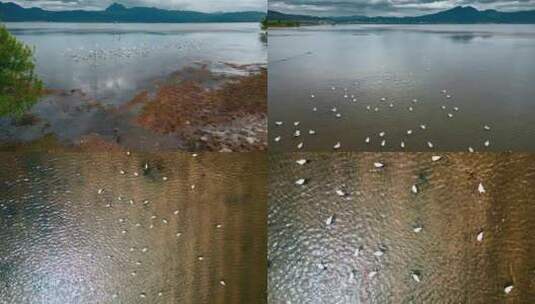 云南高原湖泊风光旅游丽江拉市海海鸥飞翔高清在线视频素材下载