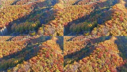 航拍色彩缤纷的辽宁千山秋景高清在线视频素材下载