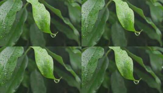 下雨天桂花树金桂八月桂花植物水滴升格高清在线视频素材下载