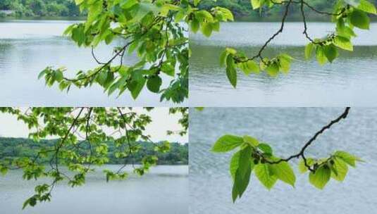 湖边河边池塘边的树枝树叶高清在线视频素材下载