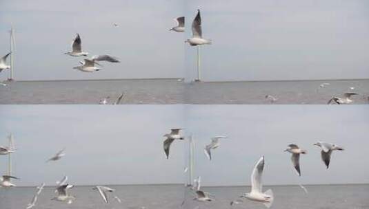 海鸥 海边 海平线 群鸟 大海高清在线视频素材下载