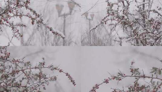 唯美红豆雪景路灯飘雪下雪温暖治愈空镜实拍高清在线视频素材下载