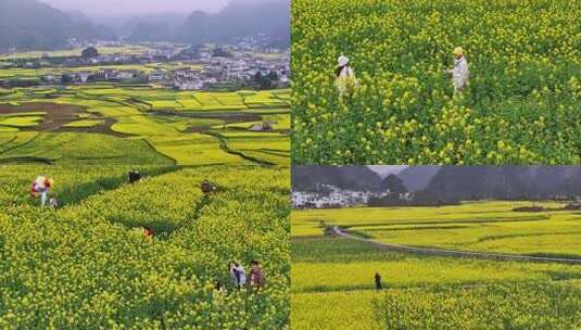 4k游客观赏油菜花  乡村旅游 美丽乡村高清在线视频素材下载