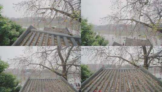 唯美意境岭南特色古建筑旁盛开的百年木棉花高清在线视频素材下载