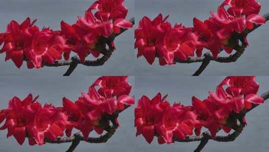 盛开的红色木棉花特写高清在线视频素材下载