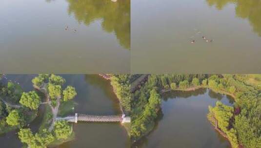 合集_野鸭锦鲤湖泊公园4K航拍高清在线视频素材下载