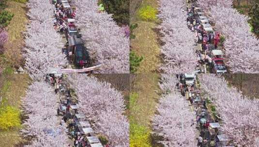 樱花节樱花市集春天市集50帧高清在线视频素材下载