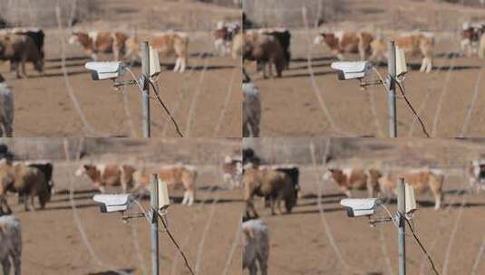 农村养牛场的监控摄像头高清在线视频素材下载