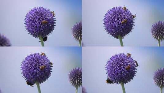 蜜蜂在紫色花球上采蜜高清在线视频素材下载