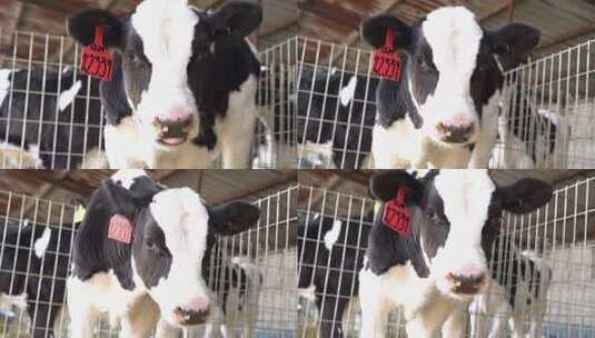 奶牛 小奶牛 奶牛场 奶牛养殖 (8)高清在线视频素材下载