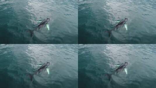 鲸鱼在清澈的蓝色海水中游泳2高清在线视频素材下载