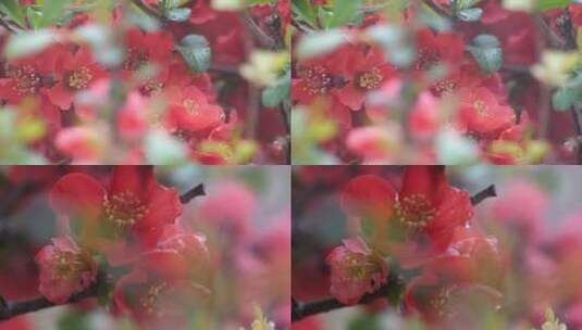 雨中的花朵【高速慢动作】高清在线视频素材下载