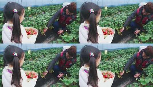 小孩子采摘草莓  摘草莓 草莓园摘草莓高清在线视频素材下载
