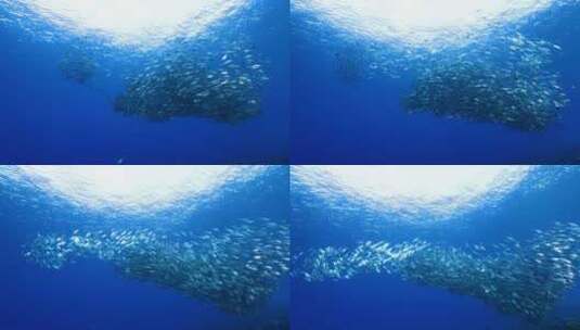 4K水下奇观、海底世界、鱼群、海洋世界高清在线视频素材下载