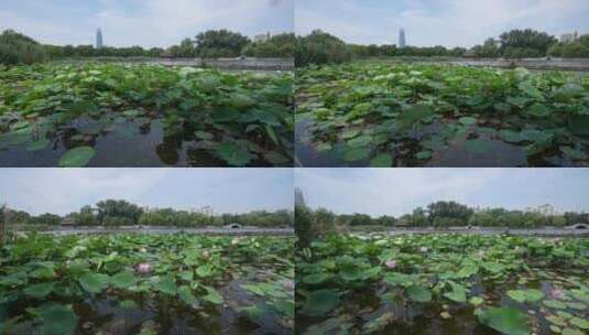 济南大明湖风景名胜区夏季风光高清在线视频素材下载