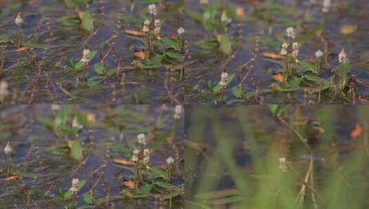 A1拉鲁湿地、湖泊植物、生态环境高清在线视频素材下载