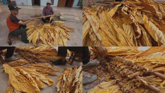 乡村振兴云南农民烤烟种植烟叶整理高清在线视频素材下载
