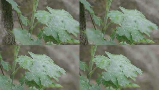 雨天下风吹绿叶上的水珠随风飘动高清在线视频素材下载
