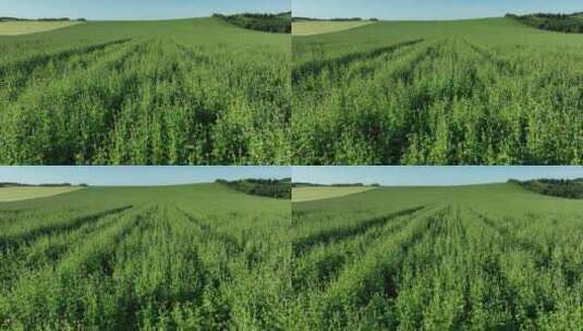 航拍中草药材种植田地田野风景高清在线视频素材下载