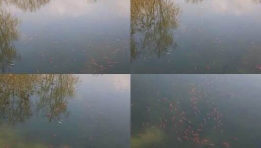 湖水中的鱼高清在线视频素材下载