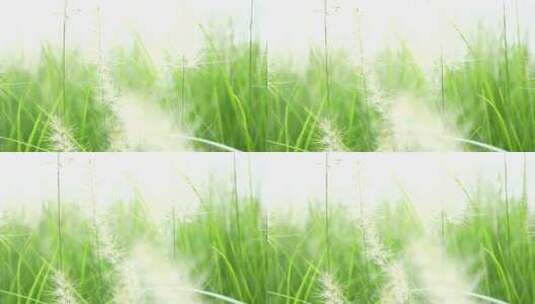 狗尾草 意境 空镜 植物 小草高清在线视频素材下载
