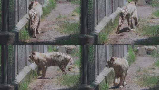 动物园白虎高清在线视频素材下载