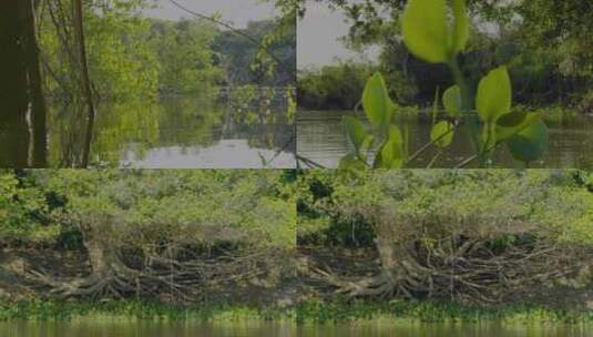 树木 荷塘 湖面高清在线视频素材下载