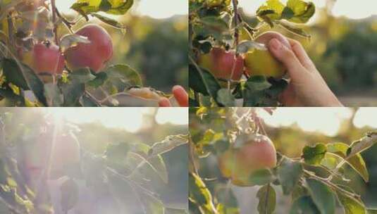 采摘果园里的苹果高清在线视频素材下载