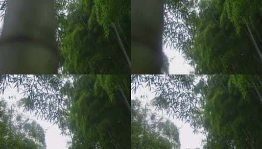 抬头看竹林 天空高清在线视频素材下载