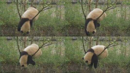 一只可爱大熊猫幼崽在树上玩耍高清在线视频素材下载