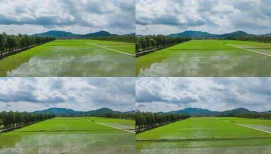 4k珠海水稻种植秧苗粮食绿色稻田生态航拍高清在线视频素材下载