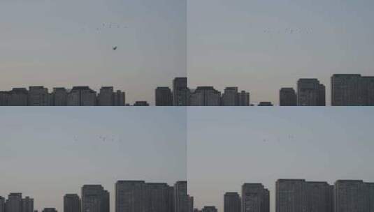天空中成群的飞鸟高清在线视频素材下载