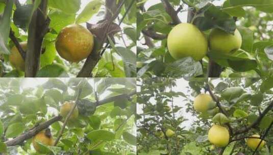 梨子 水晶梨 苹果梨 鸭梨 果园丰收高清在线视频素材下载