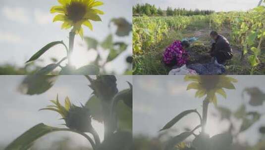 向日葵种植地高清在线视频素材下载