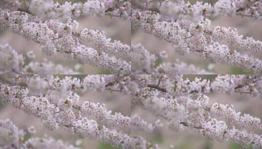 白色的樱花在风中摇曳高清在线视频素材下载