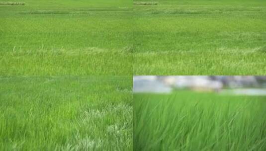 微风吹动绿色稻田风吹过稻苗麦浪高清在线视频素材下载
