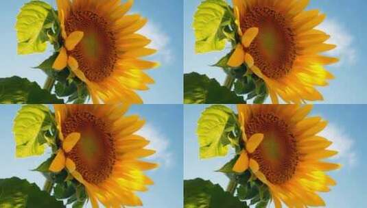 向日葵花朵阳光植物花朵绽放高清在线视频素材下载