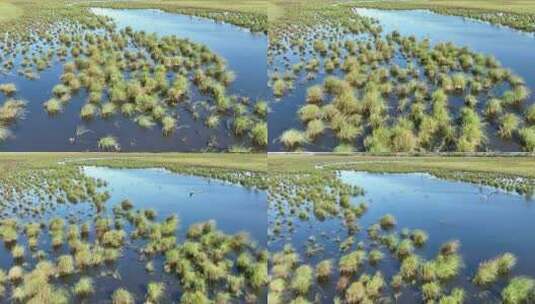 挠力河国家级自然保护区湿地航拍高清在线视频素材下载