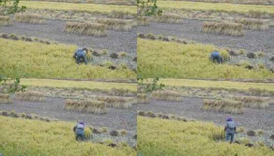农民收割水稻高清在线视频素材下载