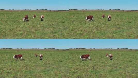 牛群在草地上吃草高清在线视频素材下载