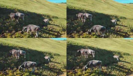 日落时，奶牛在阿尔卑斯山的山上吃草。高清在线视频素材下载