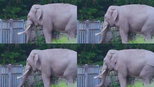 动物园大象高清在线视频素材下载