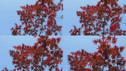 红色枫叶在阳光下的色彩美丽动人高清在线视频素材下载
