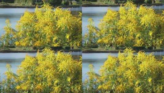生物入侵加拿大一枝黄花泛滥高清在线视频素材下载