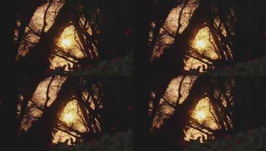 唯美夕阳阳光透过树叶高清在线视频素材下载
