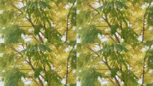 秋季马路旁白蜡树落叶高清在线视频素材下载