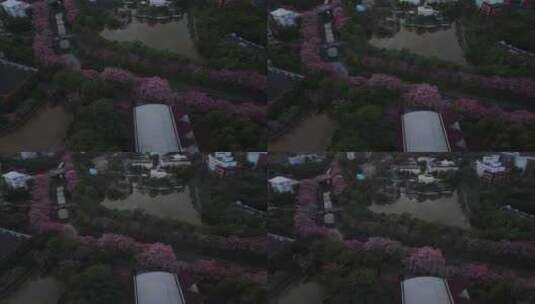 中国广东省广州市从化区华软异木棉高清在线视频素材下载