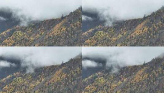 航拍西藏古玉乡秋季雨后云雾缭绕高清在线视频素材下载