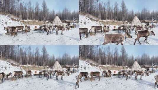 敖鲁古雅使鹿部落 高清在线视频素材下载