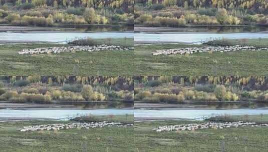 呼伦贝尔秋季林区风光湿地羊群164高清在线视频素材下载